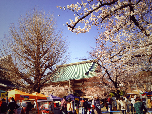 別院てづくり縁市 桜が満開の様子